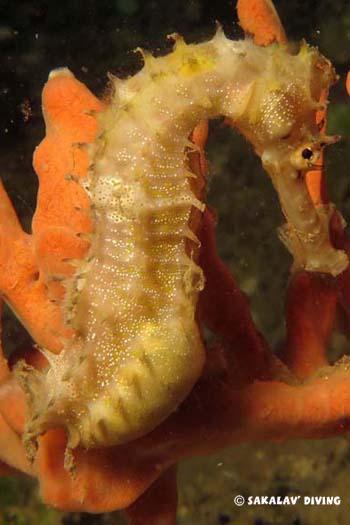 hippocampus histrix reproduction en Plongée a Nosy Be